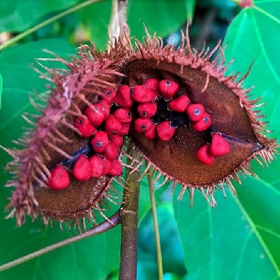 arbre rouge à lèvres